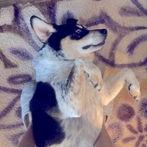 Meet your Posher, C.R.M